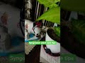 syngonium plant care tips l#reel #subscribe #motivation #syngonium #viral_shorts #facts #gardening