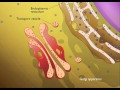 Lysosomes animation