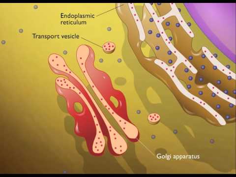 Video: Apabila lisosom bercantum dengan fagosom/makanan ia mengakibatkan pembentukan?