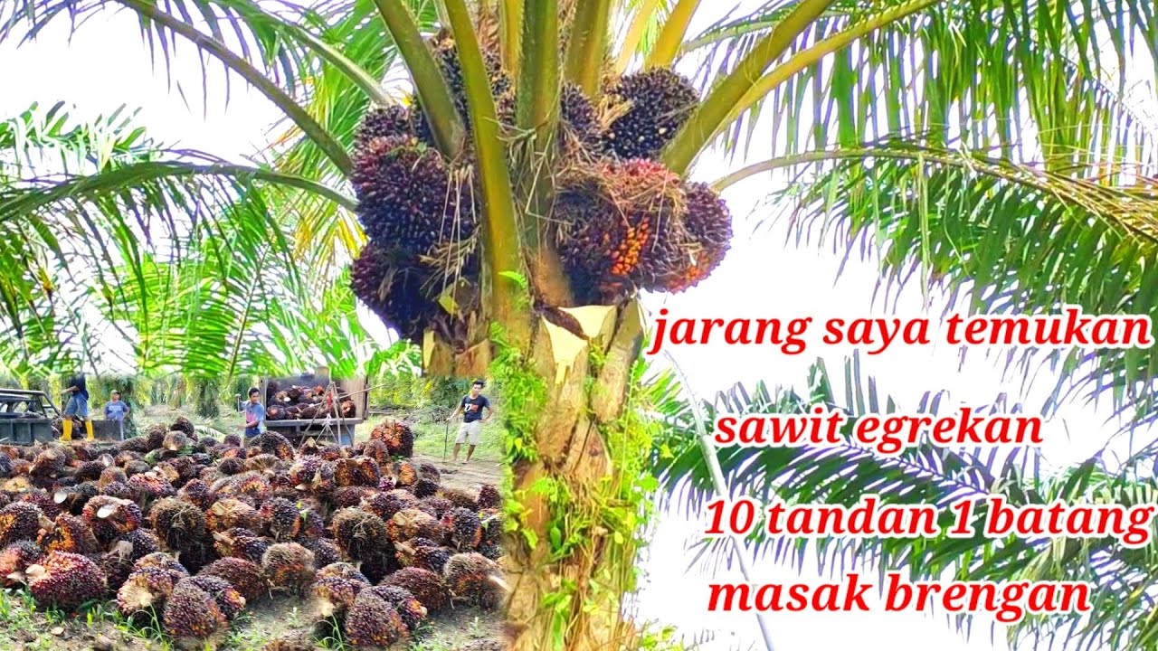 panen sawit urea phonska alhamdulilah banyak buah