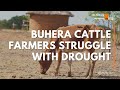 Buhera Cattle Farmers Struggle With Drought | Newsbite