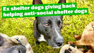 Ex Shelter Dogs Giving Back Helping Anti Social Shelter Dogs | #germanshepherd #mastiff #kelpie