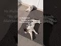Hayvanlara Merhamet etmek #trending #kediler#hayvanlar #merhamet #sevgi #shortvideo #reels #love#cat