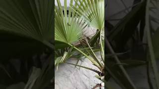 how to open root trap#terrace garden #igardening #nature #plants  #trending#organicgardening