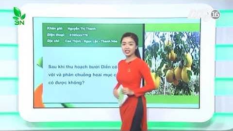 Bón vôi và phân chuồng hoai mục cho cây bưởi Diễn