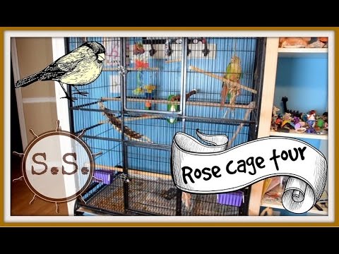 cage dimensions needed for rose cockatoo cage dimensions needed for rose cockatoo