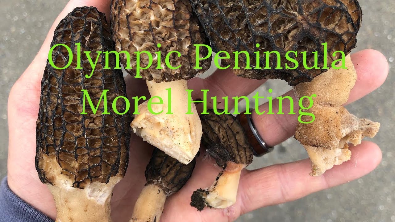 Olympic Peninsula Morel Hunting YouTube