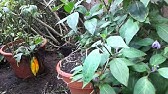 ROCOTO - Cultivo en maceta - Macetohuerto 2018 - YouTube