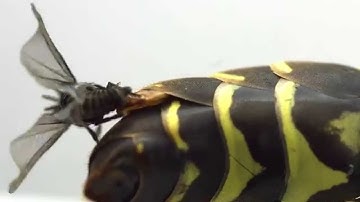 Strepsiptera mating (Xenos peckii, Xenidae)