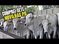 COMPREI SETE NOVILHAS NELORE P.O - VIDA CAMPEIRA