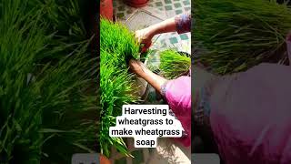 Making wheatgrass soap fron scratch.. gardening harvest nature beauty