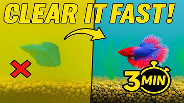 How to Clear Cloudy Aquarium Water – Quick Fix in 5 Steps!