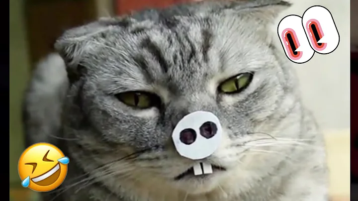 Watch the video about CATS VIDEOS CUTE CAT FAILS CATS FUNNY CATS & EPIC FAILS COMPILATION HILARIOUS CAT MEMES FAILS (V16)