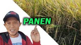 Hasil Panen Padi Inpari 32 di Lahan Pandu Farm