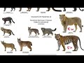 Lecture #17 Wild cats, dogs and omnivores of Pakistan 