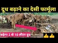 जसोदा गिर गाय गौशाला का दूध बढ़ाने का देसी फार्मूला//#cow #gir #feed