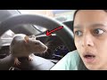 We found rat inside the car while driving