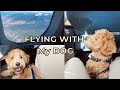 FLYING WITH A PUPPY IN THE CABIN (Travel Tips) / 강아지랑 비행기 여행하기 (꿀팁공유)