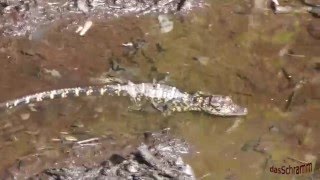 Sawgrass Park, Pinellas County Florida