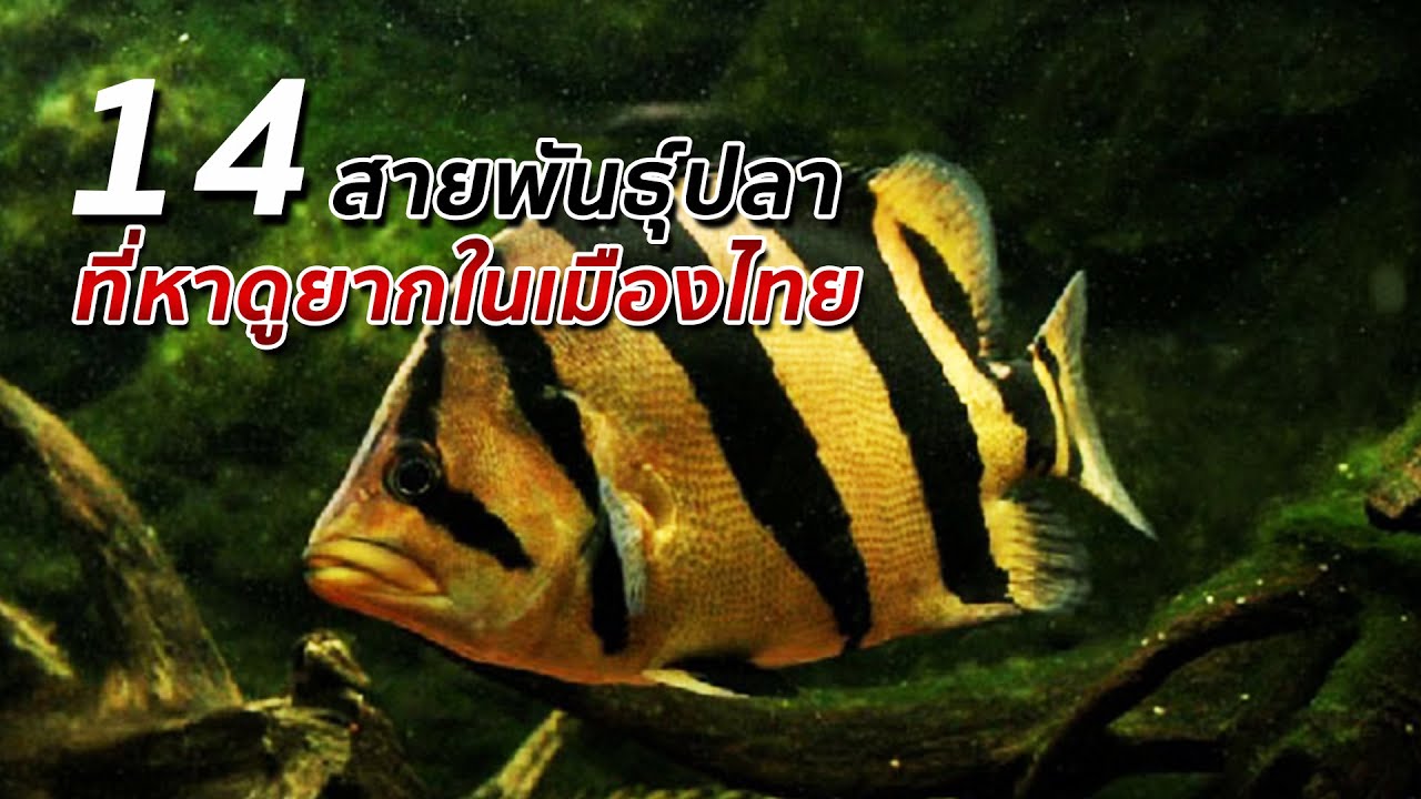 14 ปลาน้ำจืด ที่หาดูได้ยากมากในธรรมชาติของประเทศไทย