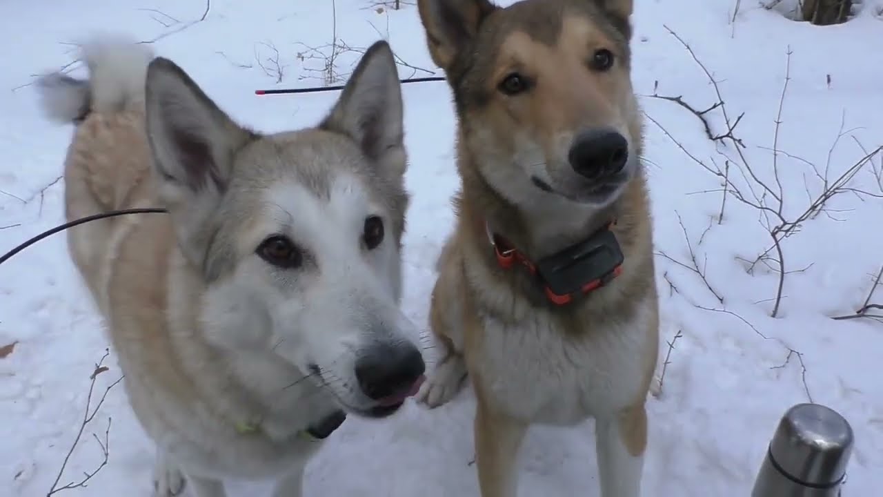 ЛОСИНЫЙ ТУПИК: Блинчики для собак и реванш в дубняке | Часть 2