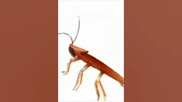 لا يل عباس كرنج طن طن طن طن 