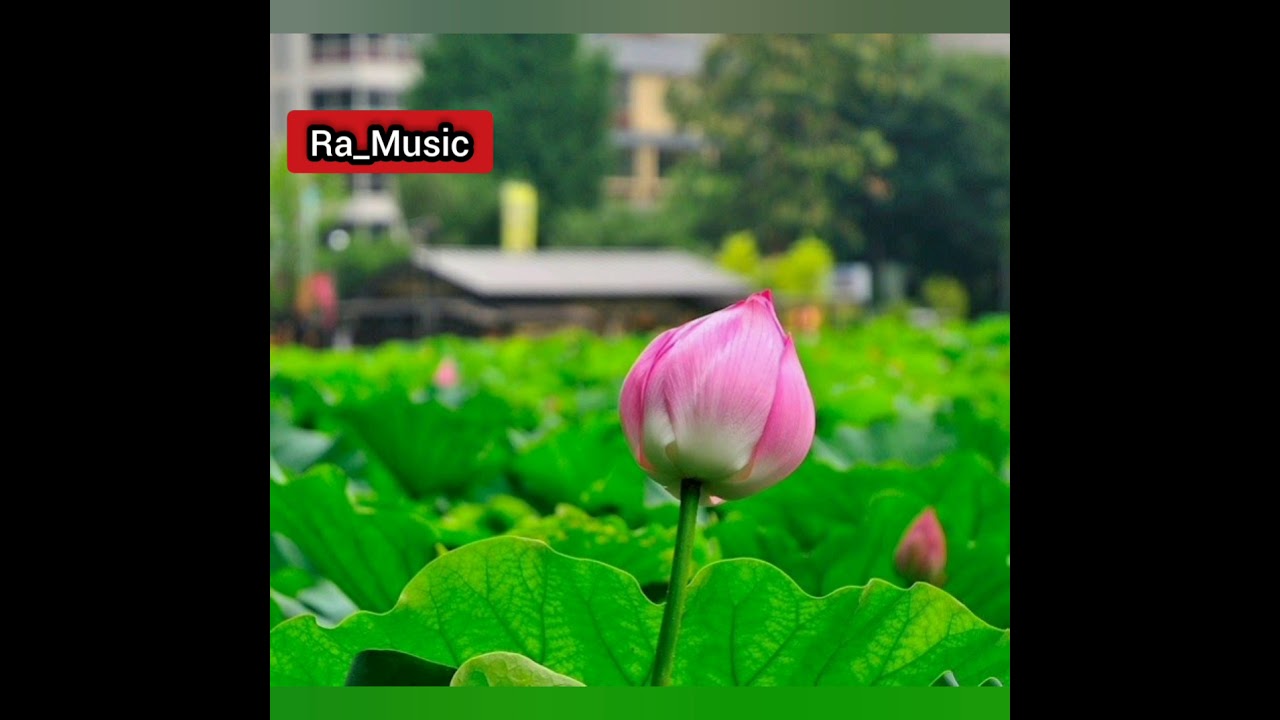 DESAKU INDAH Nasida Ria