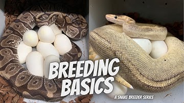 Basics Of Ball Pythons To Master, Snake Breeder Series Pt 3