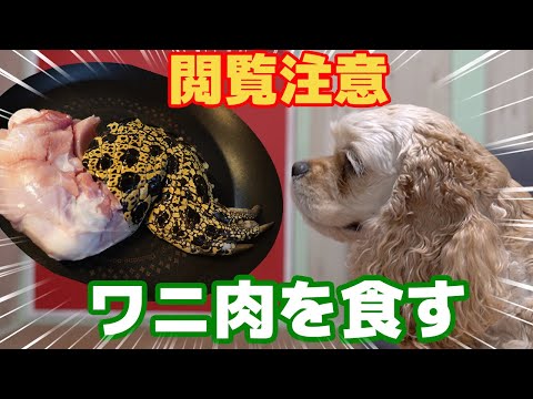 【閲覧注意】ワニ肉を食べるアメリカンコッカースパニエルかんた