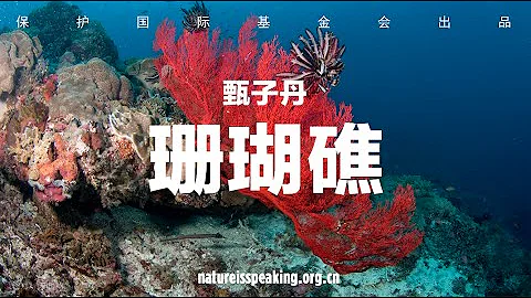 大自然在說話：甄子丹  珊瑚礁|保護國際基金會（CI） - 天天要聞