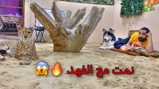 تحدي 24 ساعه بغرفة الفهد 🐆 ( شيخه ) وجاوبت على اسئلتكم !!