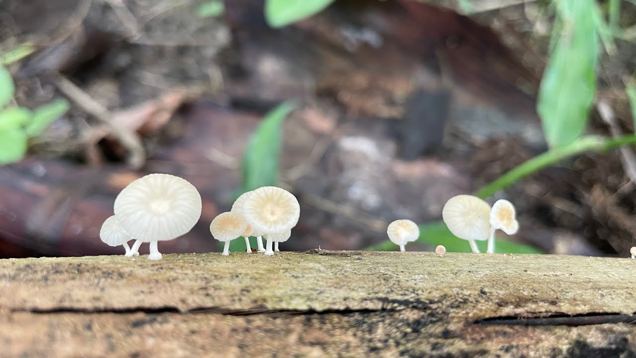 OPC growing mushrooms in the Western Region of Ghana. YouTube