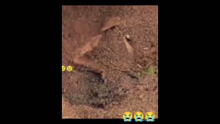 bark for the dog #Dagestan #Chechnya #kaza #Kazakhstan #