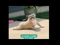 Daily Yoga Routine