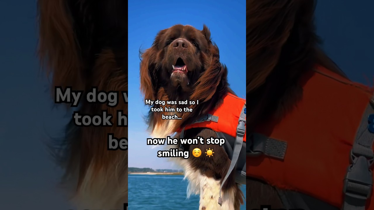 Cheer up a Newfoundlanddog 101 😊❤️ 