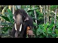 ചെക്കനെ ചെവി താങ്ങാൻ പഠിപ്പിക്കുന്നു | Chullipparambil Vishnushankar Elephant in Kerala