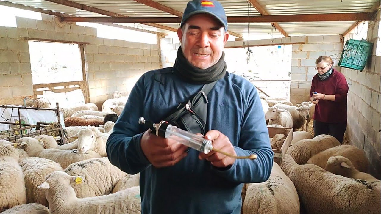 Os voy a enseñar cómo se desparasitan las ovejas