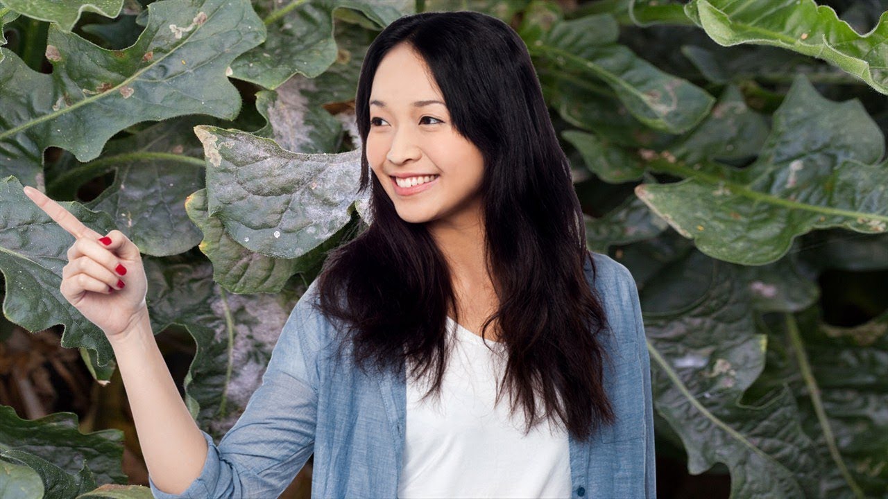 Hojas De Palta Para El Colesterol YouTube