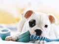 The Mobile Dog Behaviourist The Mobile Dog Behaviourist
