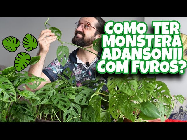 MONSTERA ADANSONII veja como CULTIVAR essa PLANTA e descubra os SEGREDOS