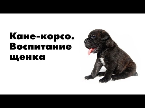 Воспитание щенка Кане-Корсо