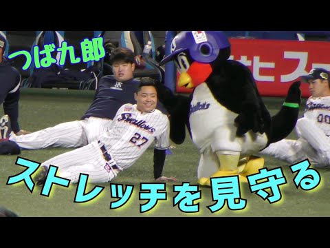 2022/10/29 つば九郎 選手のストレッチを見守る（東京ヤクルトスワローズ）