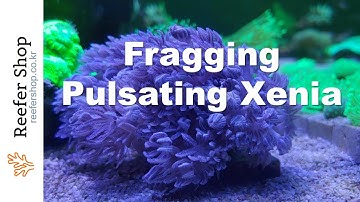 How to frag Pulsating Xenia.