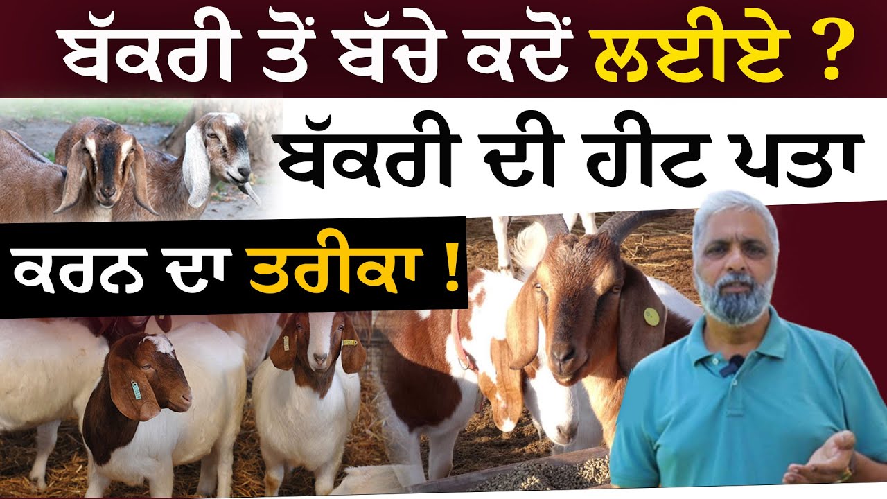 Kang Goat Farm -  ਬੱਕਰੀ ਤੋਂ ਬੱਚੇ ਕਦੋਂ ਲਈਏ ? ਬੱਕਰੀ ਦੀ ਹੀਟ ਪਤਾ ਕਰਨ ਦਾ ਤਰੀਕਾ !| Goat farming |बकरी पालन