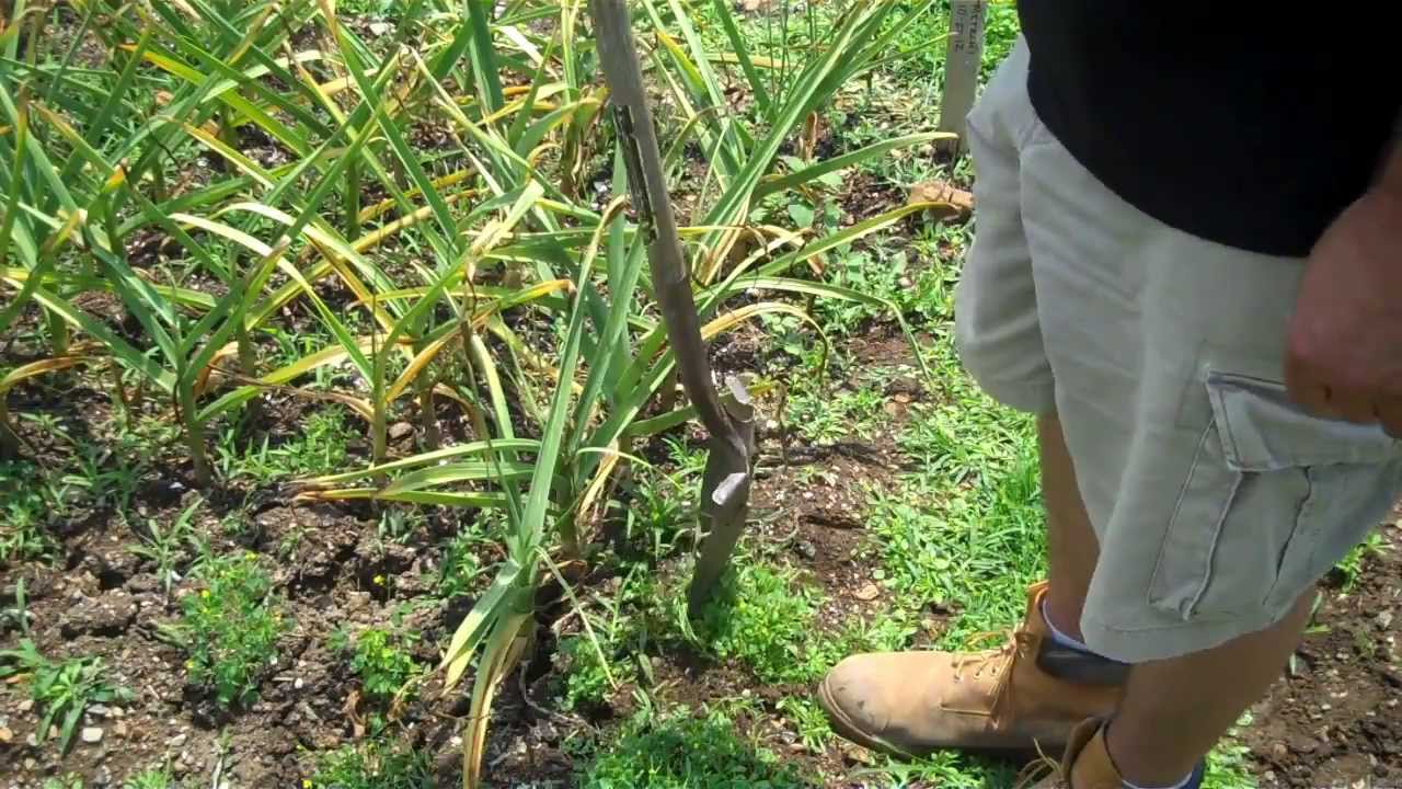 Harvesting Garlic YouTube