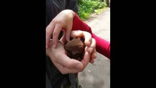 Eichhörnchen-Baby - Von meinen Kindern mitten in der Stadt gefunden