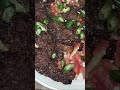 pathano ki Shan chpli kabab #testytreatswithhunny #food #youtube #cooking #youtubeshorts #beeftikka