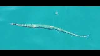 Houndfish Crocodile Needlefish Fish Aquatic Port Blair Andaman Island