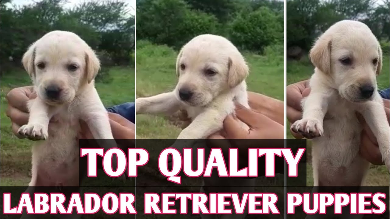 Labrador Retriever Puppies Dog For Sale In Mumbai Pune 8180093556 Mumbai Pune Dog Sale Youtube