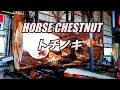 Horse Chestnut トチノキです。